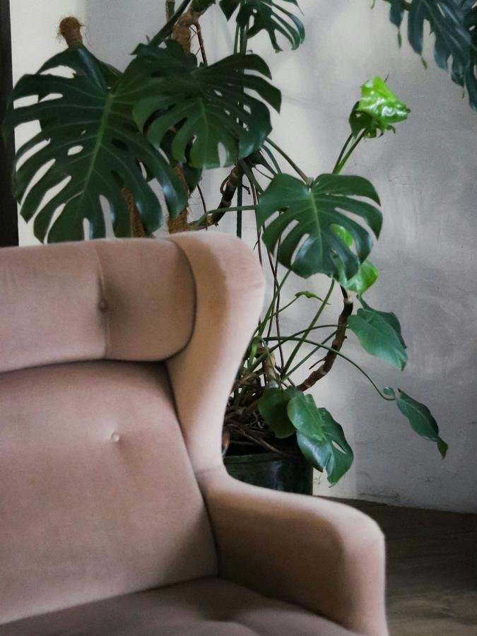 A blush velvet armchair beside a monstera