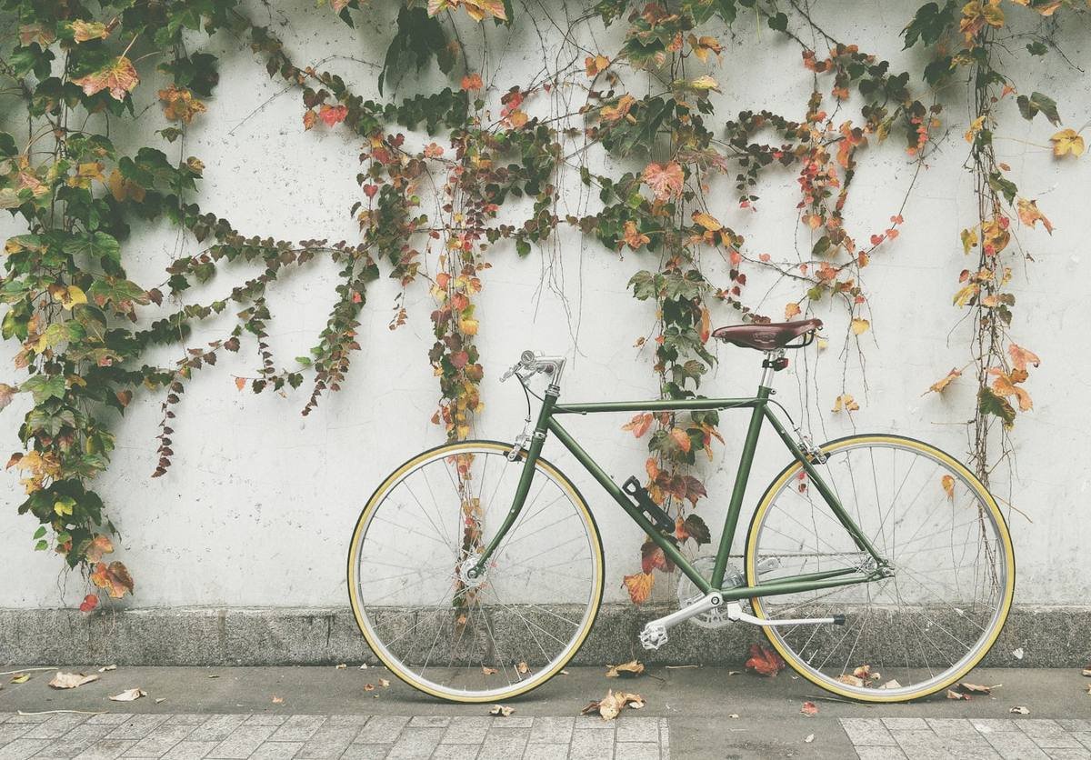 A road bicycle against a wall of ivy